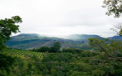 Coffee Origins 101: A Guide to South American Coffee