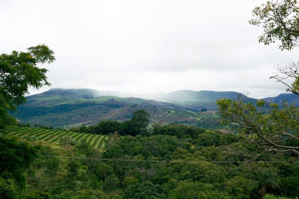 the south american landscape