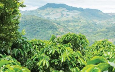 Join Us While We Visit a Honduran Green Coffee Bean Supplier