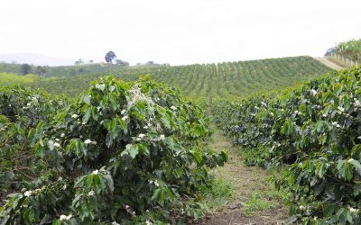 Yirgacheffe 101: All About Ethiopian Yirgacheffe Coffee