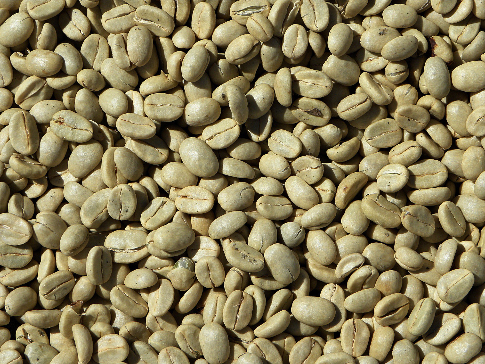 Common questions asked about unroasted green coffee beans Green Coffee Beans Wholesale