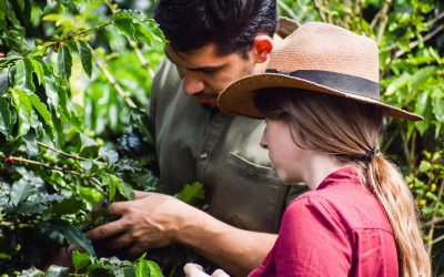 The Roaster’s Guide to Guatemalan Coffee