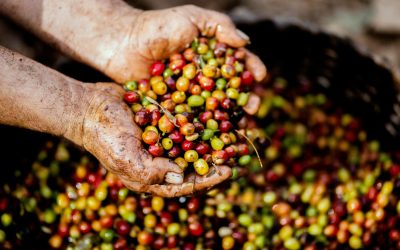 Explore Papua New Guinea Coffee with Intercontinental Coffee Trading