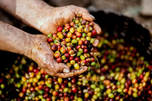 Papua New Guinea Coffee