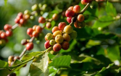 Vietnamese Coffee: Unroasted, Raw, and Ready for Your Roastery