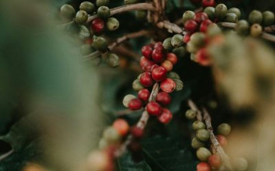 How We Sell Wholesale Costa Rica Coffee