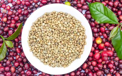 Why Microlot Coffee is Worth the Investment for Your Roastery