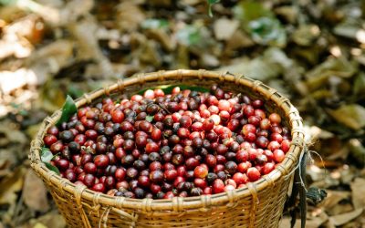 The Role of Acidity When Selecting Green Coffee Beans