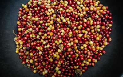 Why Coffee Roasters Are Choosing Semi-Washed Green Coffee Beans
