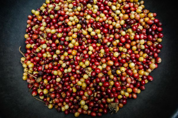 Coffee Roasters Are Choosing Semi-Washed Green Coffee Beans