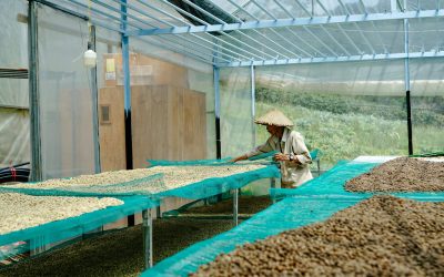 What Makes Sun Dried Coffee So Desirable?