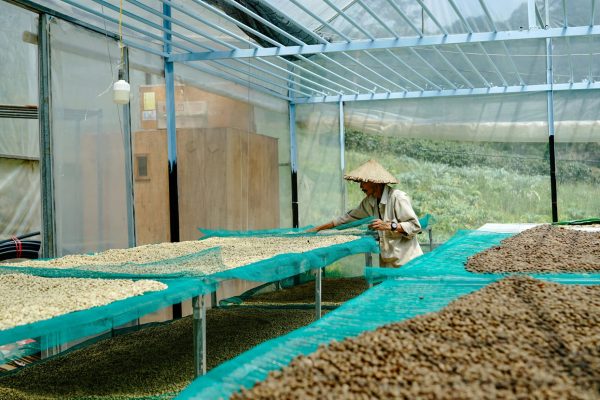 What Makes Sun Dried Coffee Beans So Good
