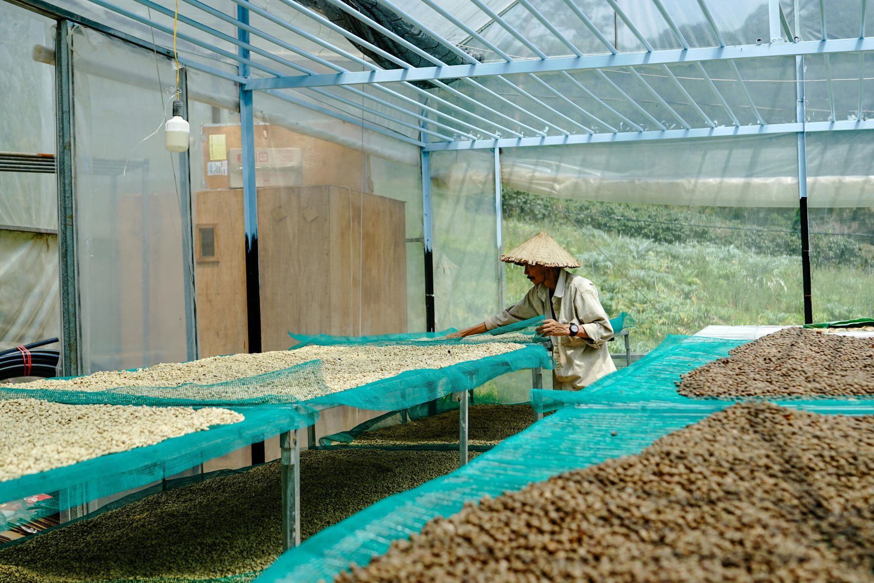 What Makes Sun Dried Coffee So Desirable? - Green Coffee Beans Wholesale