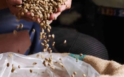 Getting Started with a Green Coffee Supplier