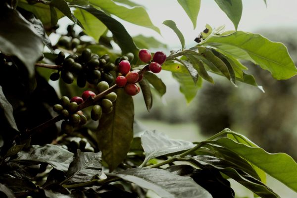 Agriculture in Coffee