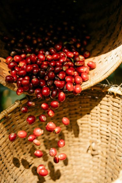 Green Coffee Purchasing Calendar