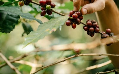 How Cherry Ripeness Affects Final Cup Quality