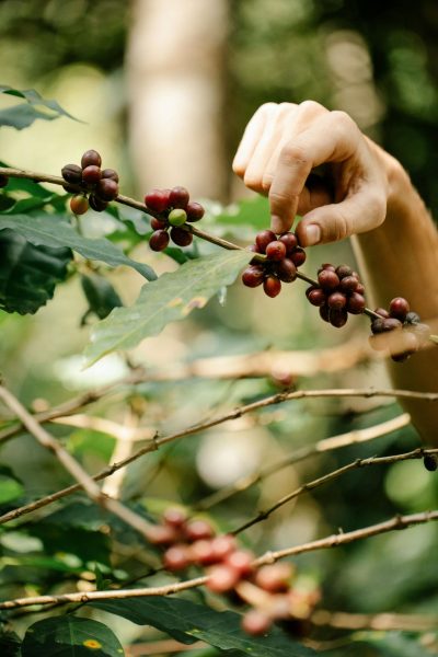 Coffee Cherry Ripeness