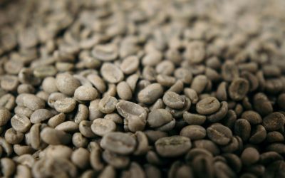 Heirloom Coffee Varieties: What the Term Actually Means