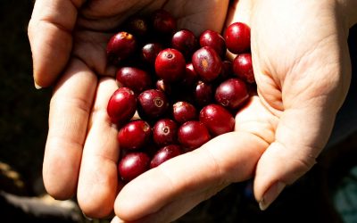 Rwandan Coffee: Quality Trajectory and What to Expect