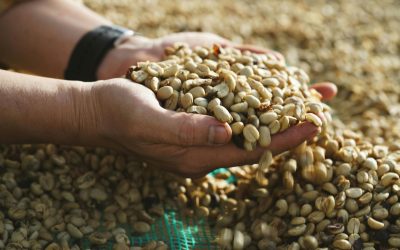 The Role of Shade Drying vs. Mechanical Drying in Green Coffee Processing