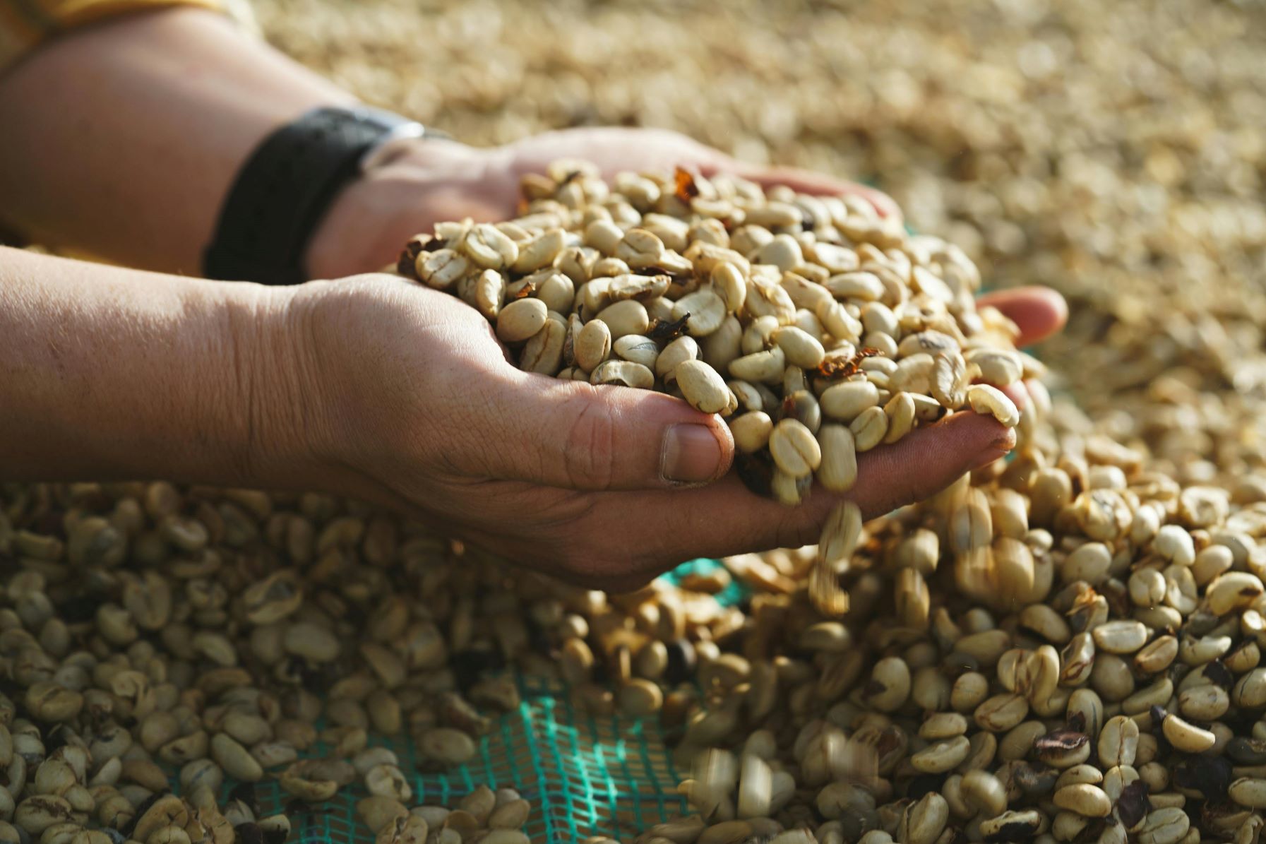 Shade Drying Example The Role of Shade Drying vs. Mechanical Drying in Green Coffee ...