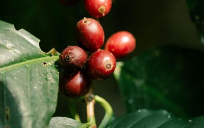 Shade-Grown Coffee Certification: What It Requires