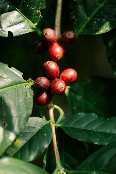 Shade-grown coffee