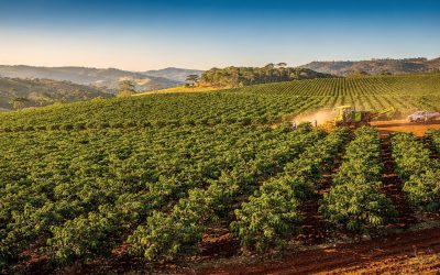 Brazil New Crop Green Coffee: What Roasters Can Expect This Season