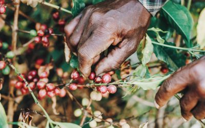 Understanding Ethiopian Regional Designations