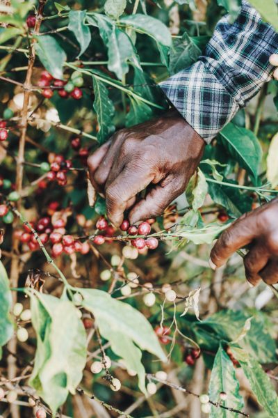 Ethiopian Regional Coffee Designations
