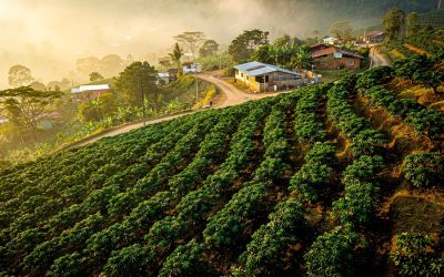 What Is HACOFCO CONNECT? How ICT Coffee’s Sustainability Standard Protects Farmers and Roasters