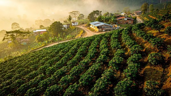 Terraced coffee farm with sustainable farming practices and farming community in Central America