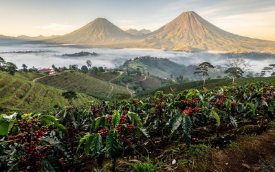 Central American Coffees Compared: Guatemala, Honduras, Nicaragua & El Salvador for Specialty Roasters