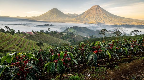 High-altitude Central American coffee farm with volcanic mountains and ripe cherry-laden coffee plants