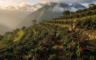 Guatemala Huehuetenango Green Coffee Wholesale: A Roaster’s Sourcing Guide