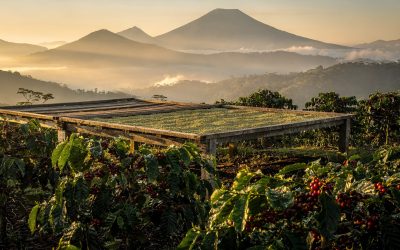 Nicaragua Green Coffee Wholesale: Regions, Microlots & Finca Los Pinos