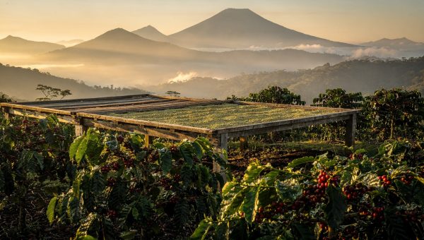 Nicaragua specialty coffee farm at golden hour with ripe cherries and mountain terrain