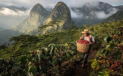 Peru Green Coffee Wholesale: Organic & High-Altitude Sourcing for Roasters