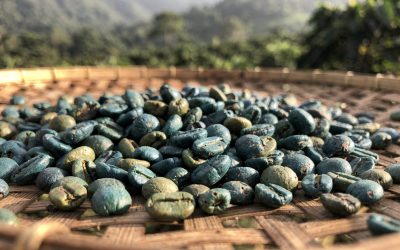 Sumatra Green Coffee Wholesale: Sourcing Mandheling & Gayo for Roasters